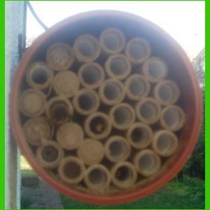 Nid d'abeilles maçonnes (Osmia rufa)